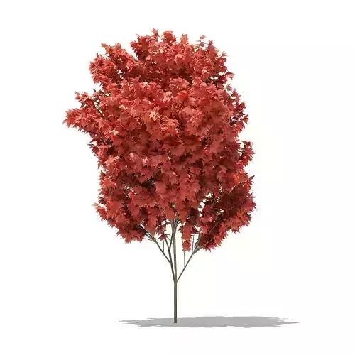 Red Maple Acer rubrum 5m 2 3D model