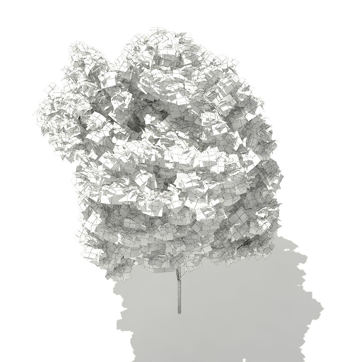 Red Maple Acer rubrum 5m 2 3D model_5