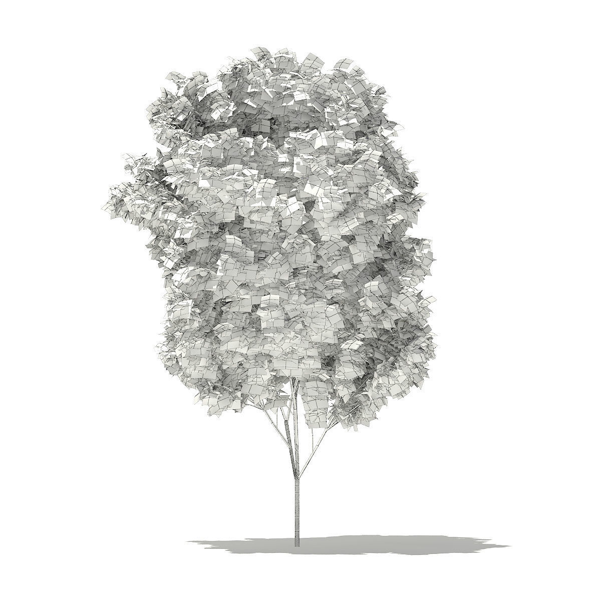 Red Maple Acer rubrum 5m 2 3D model_1