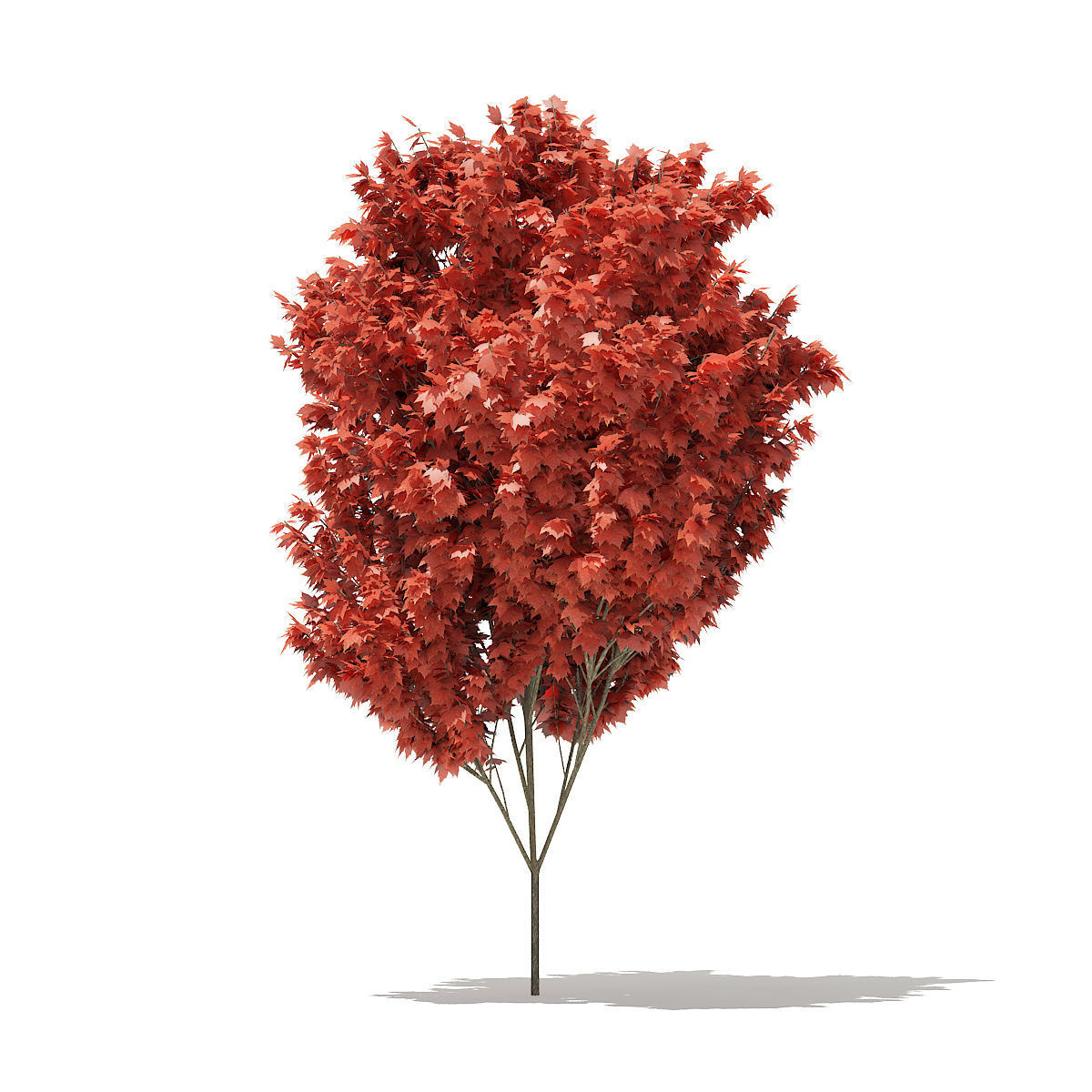 Red Maple Acer rubrum 5m 2 3D model_2