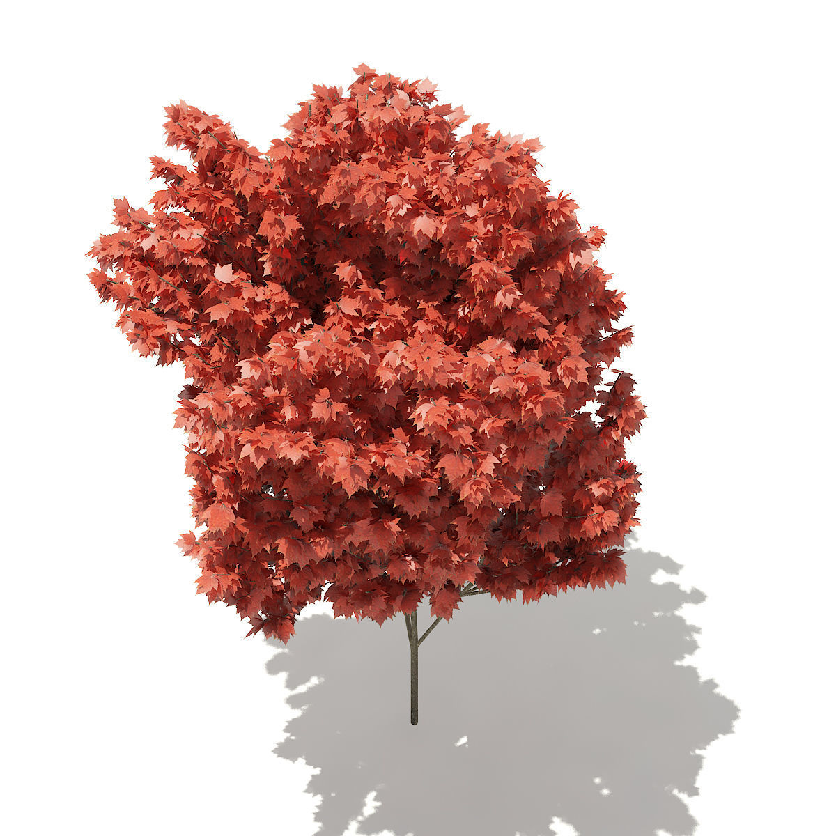 Red Maple Acer rubrum 5m 2 3D model_4