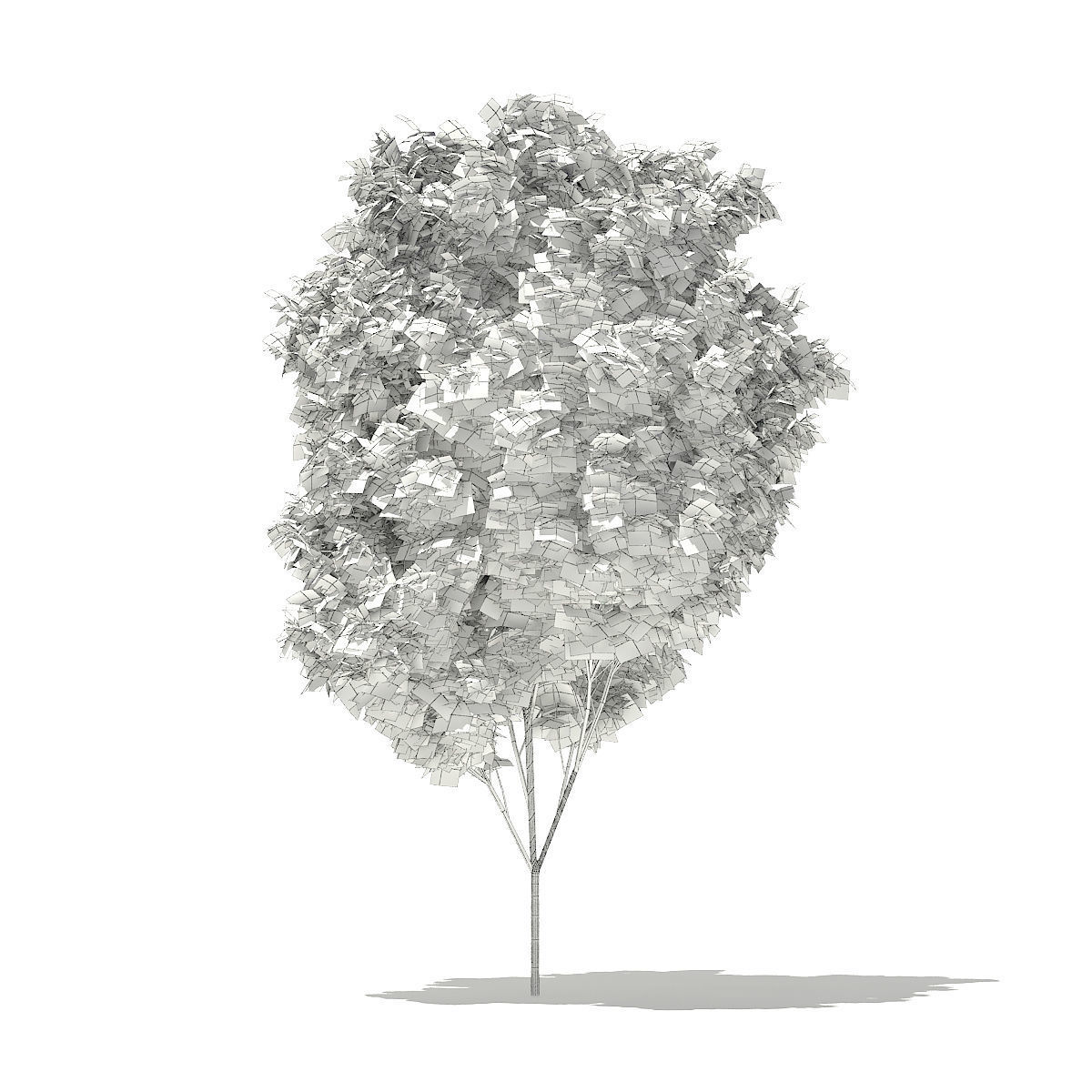 Red Maple Acer rubrum 5m 2 3D model_3