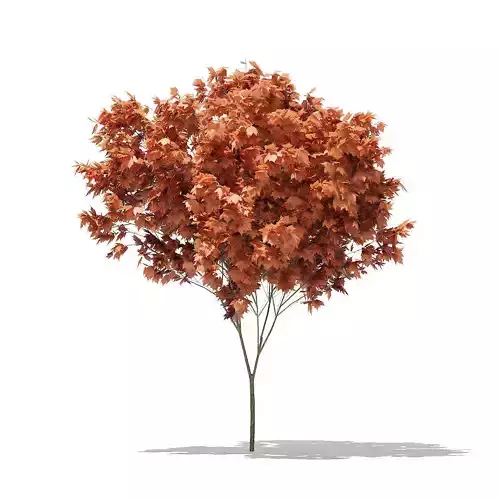 Red Maple Acer rubrum 4m