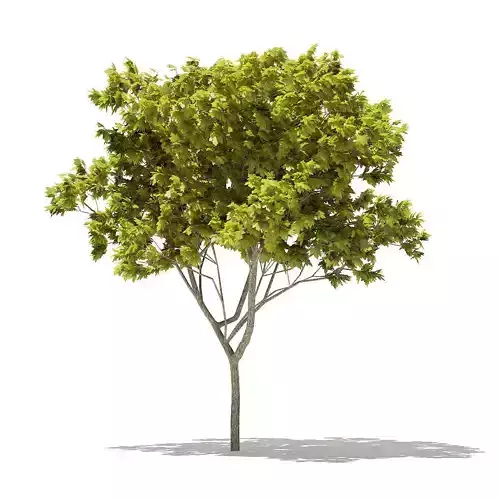 Norway Maple Acer platanoides 6m 2