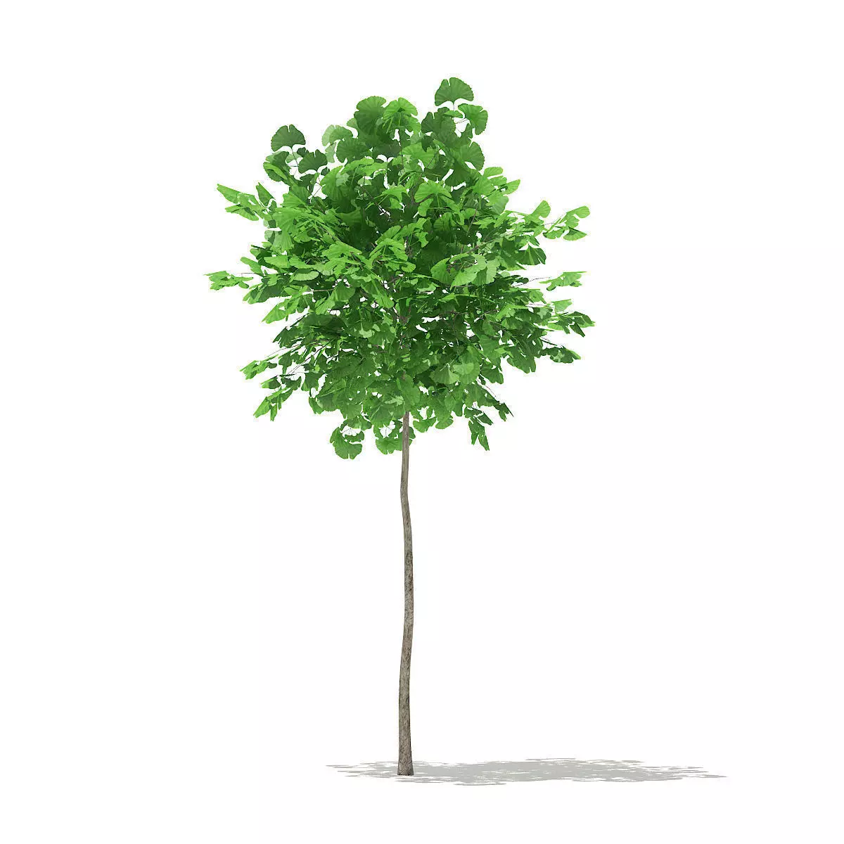Ginkgo Tree Ginkgo biloba 2m 3D model_0
