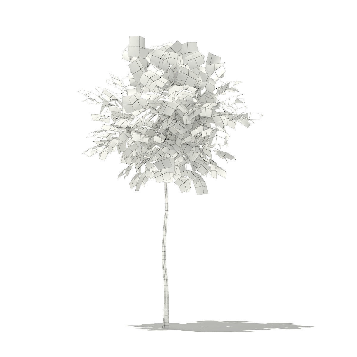Ginkgo Tree Ginkgo biloba 2m 3D model_3