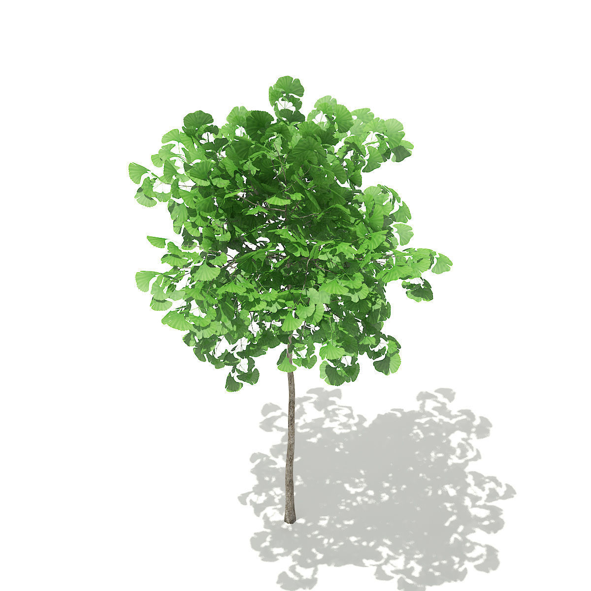 Ginkgo Tree Ginkgo biloba 2m 3D model_4