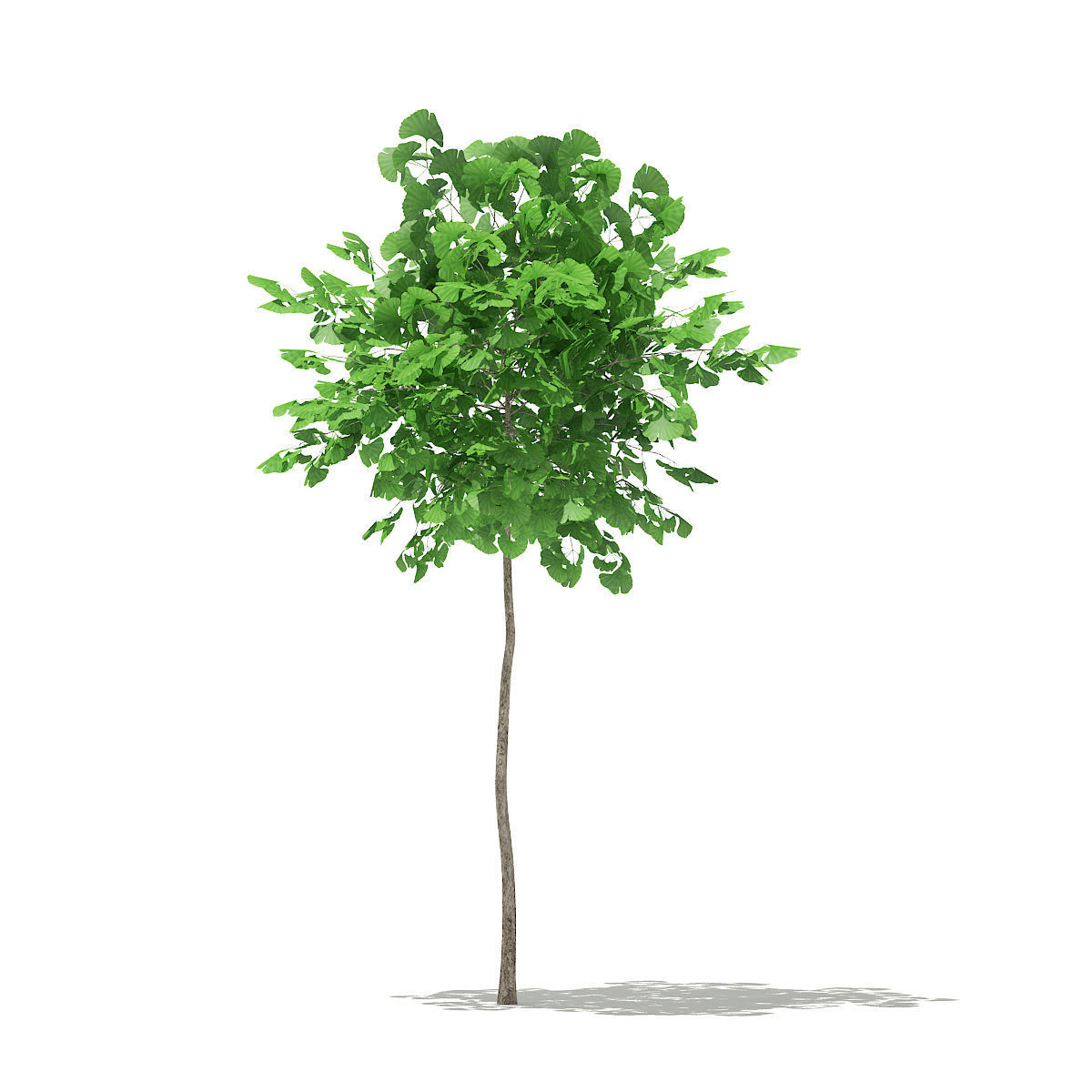 Ginkgo Tree Ginkgo biloba 2m 3D model_2