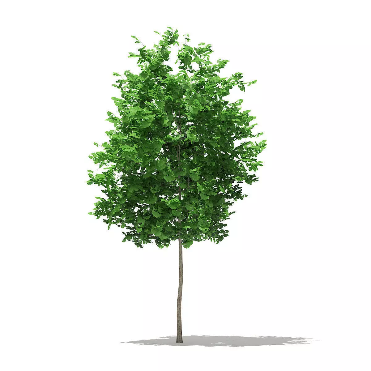 Ginkgo Tree Ginkgo biloba 4m 3D model
