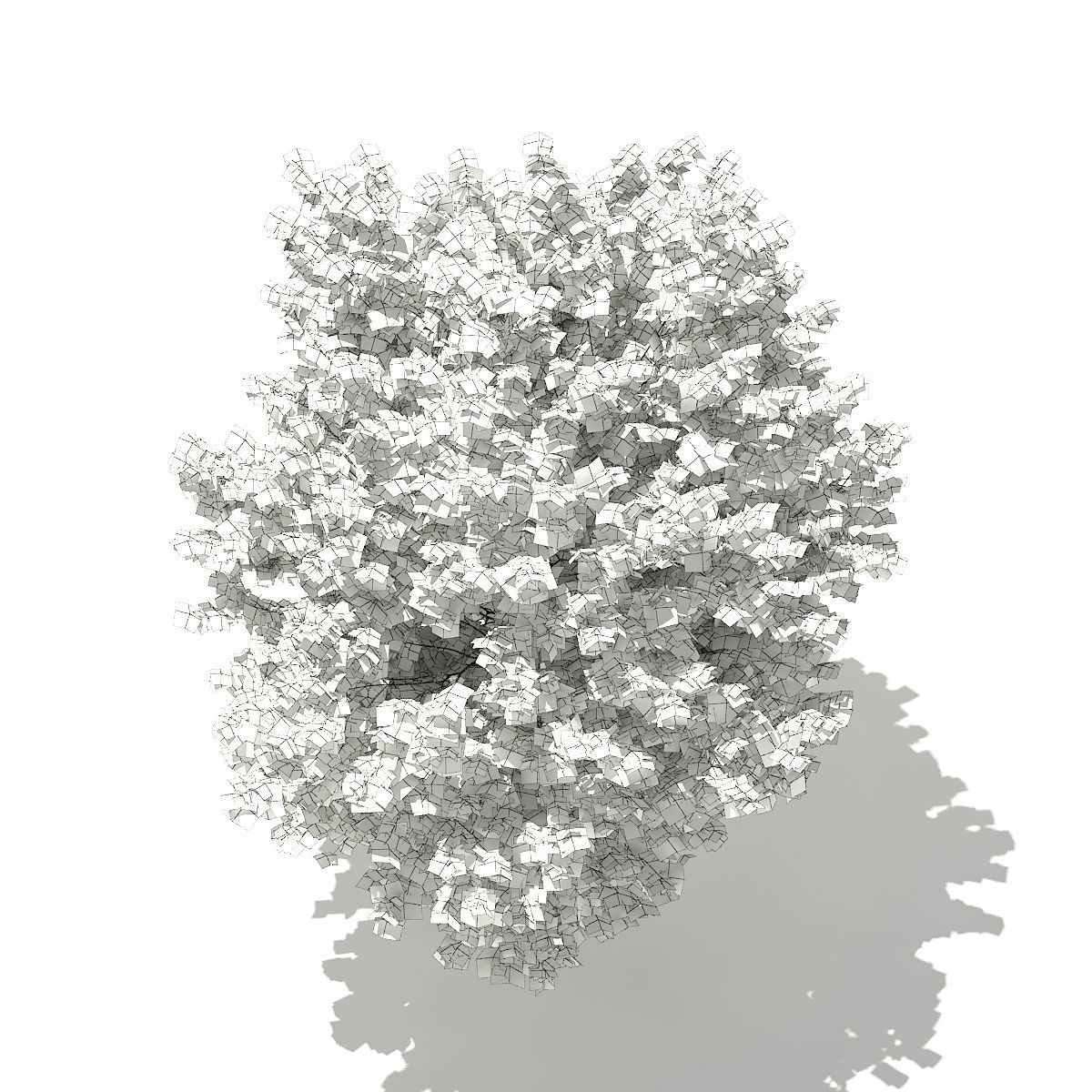 Ginkgo Tree Ginkgo biloba 4m 2 3D model_3