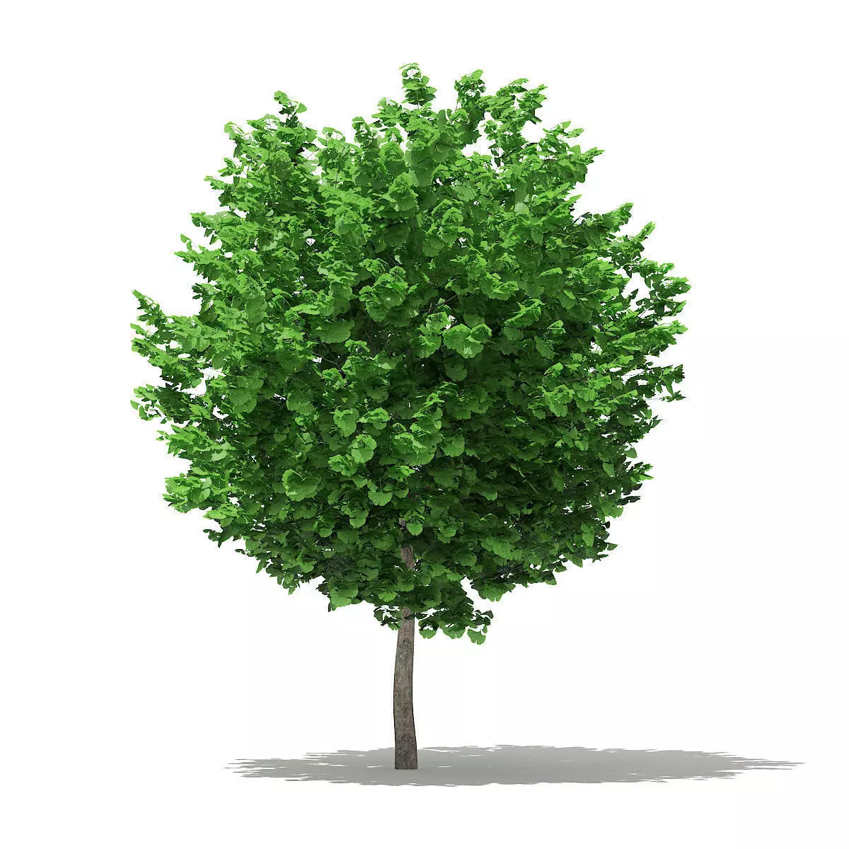 Ginkgo Tree Ginkgo biloba 4m 2 3D model_0