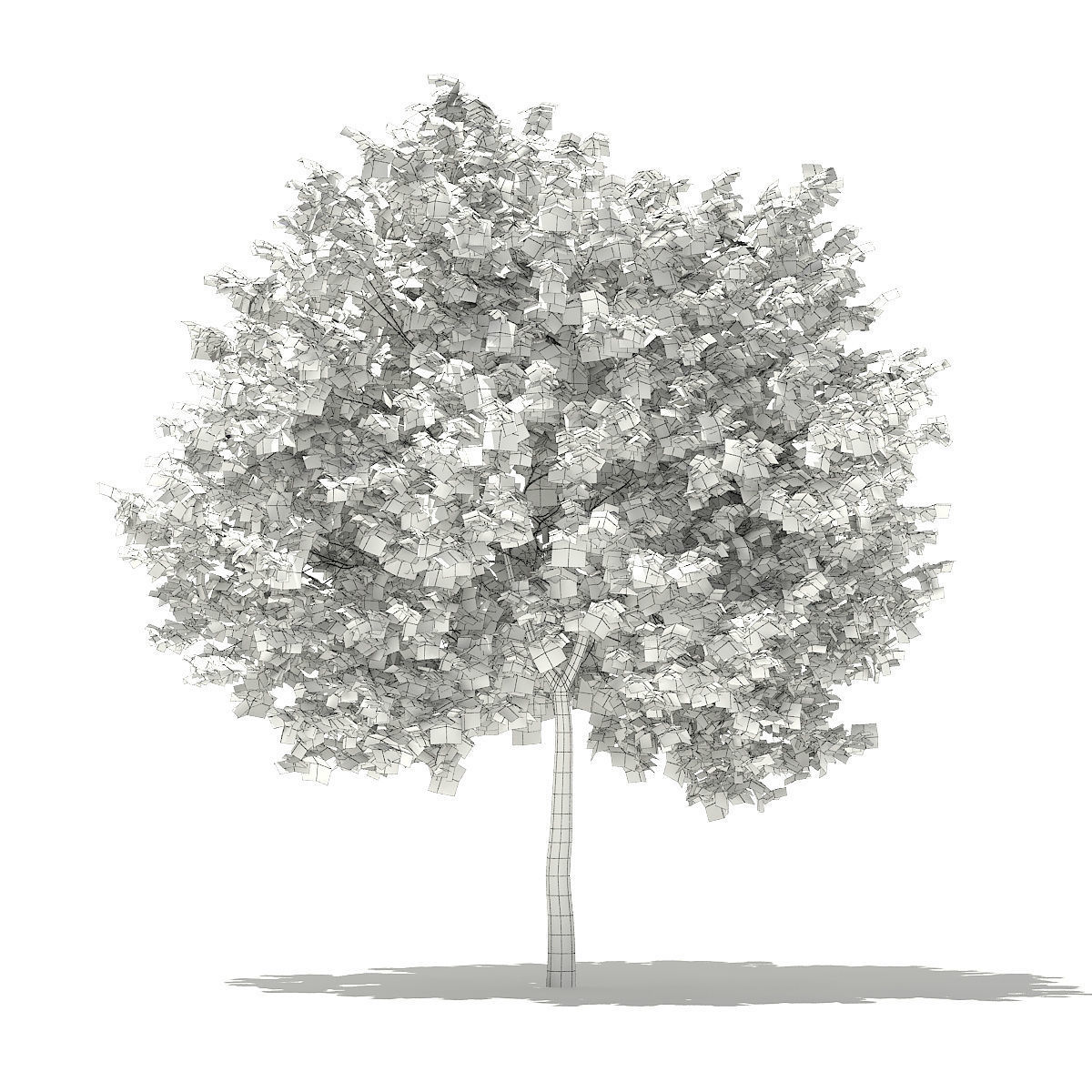Ginkgo Tree Ginkgo biloba 4m 2 3D model_5