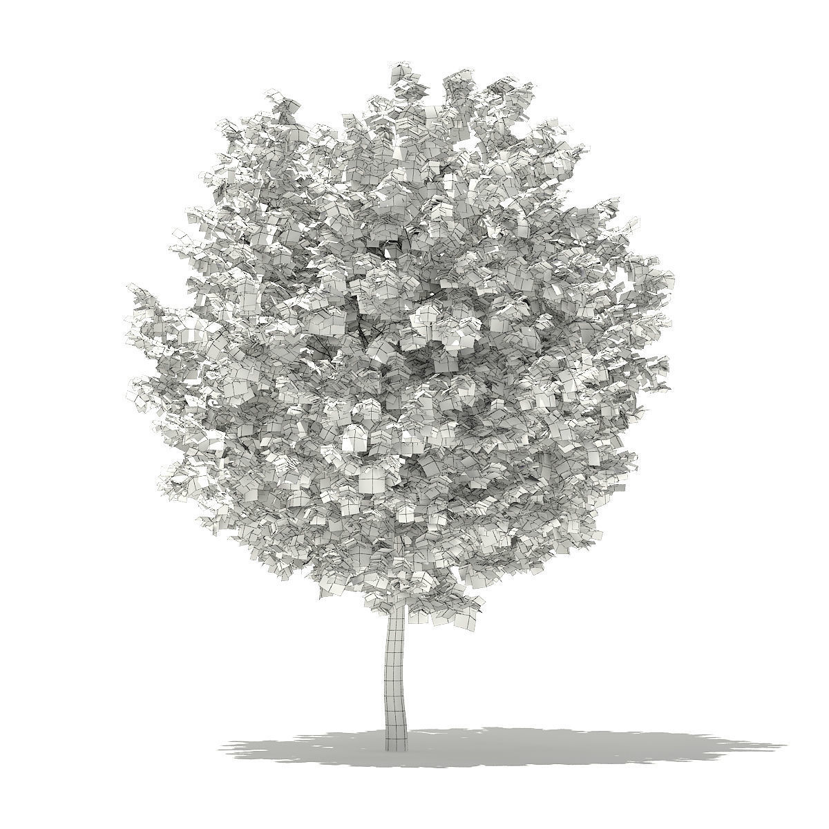 Ginkgo Tree Ginkgo biloba 4m 2 3D model_1