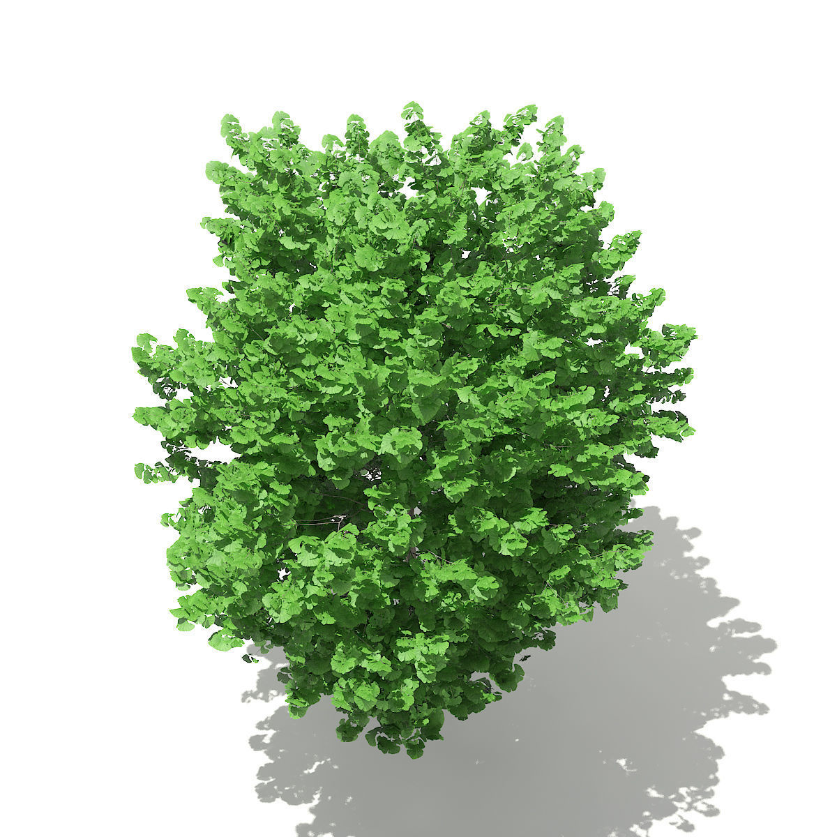 Ginkgo Tree Ginkgo biloba 4m 2 3D model_2