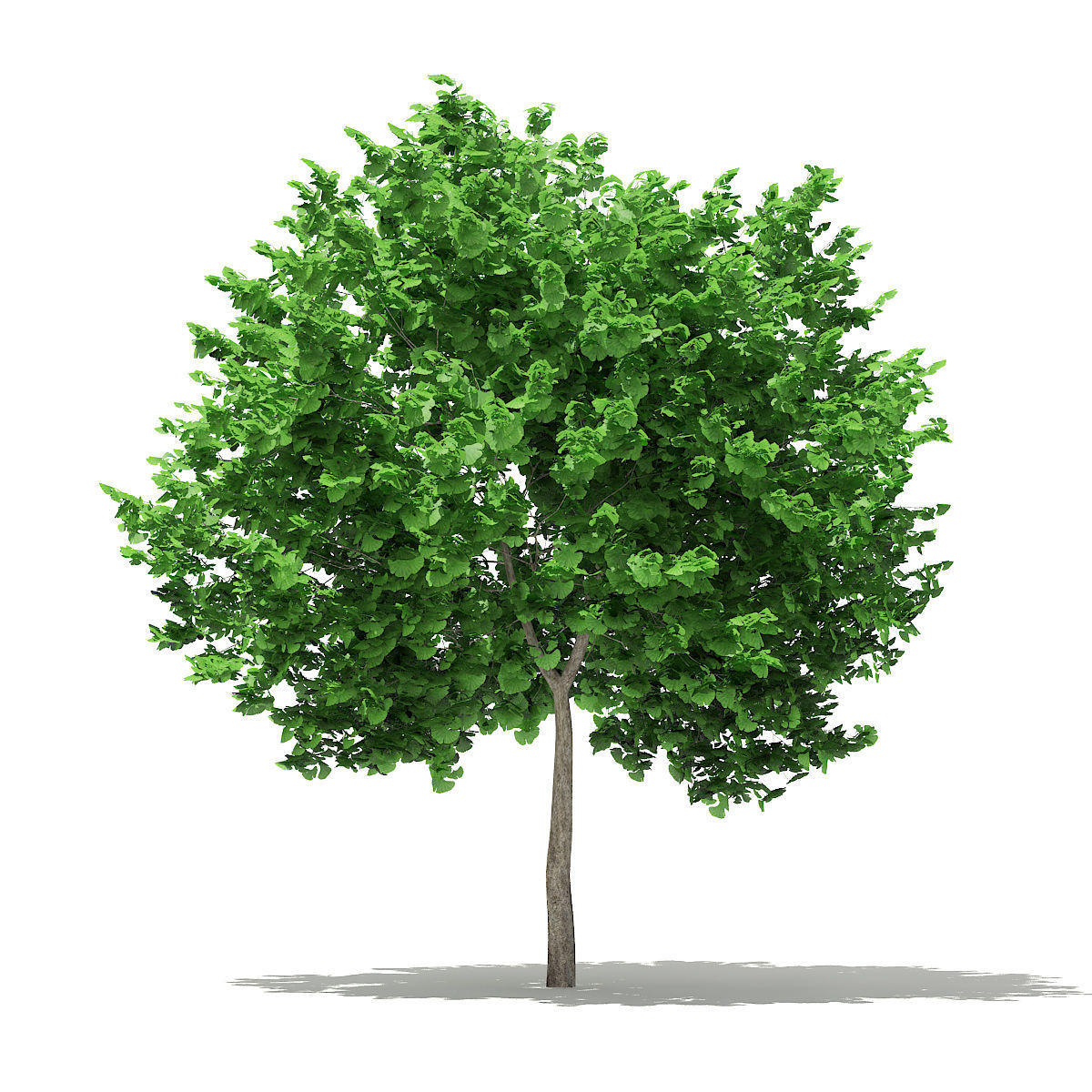 Ginkgo Tree Ginkgo biloba 4m 2 3D model_4