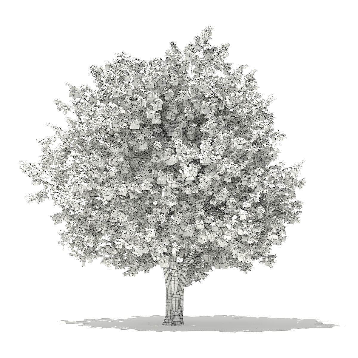 Ginkgo Tree Ginkgo biloba 4m 3 3D model_1