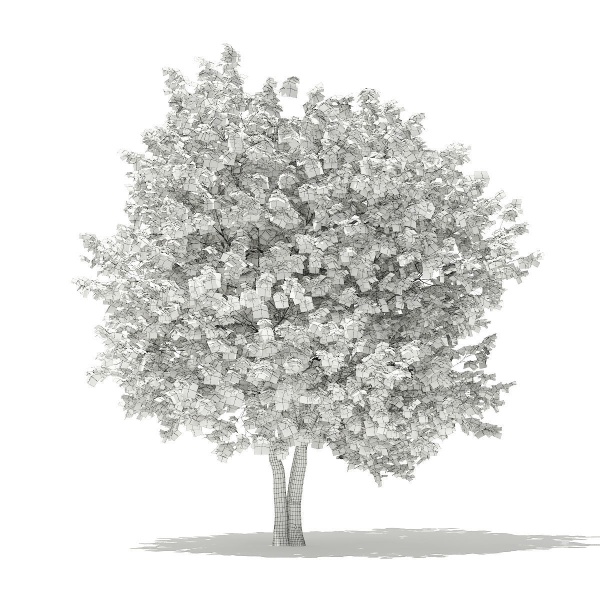 Ginkgo Tree Ginkgo biloba 4m 3 3D model_3