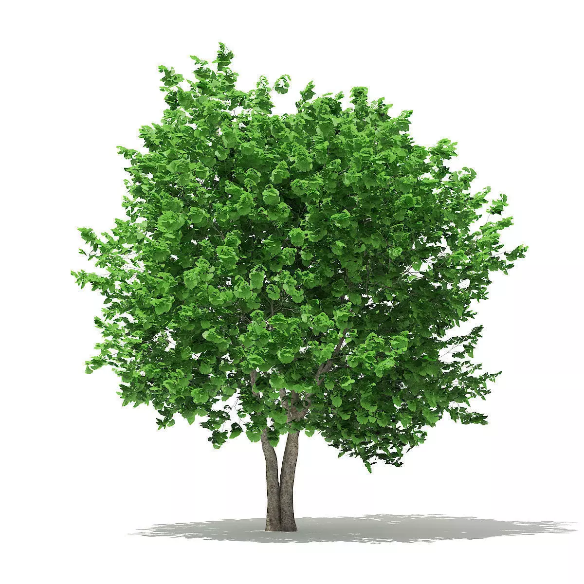 Ginkgo Tree Ginkgo biloba 4m 3 3D model_0