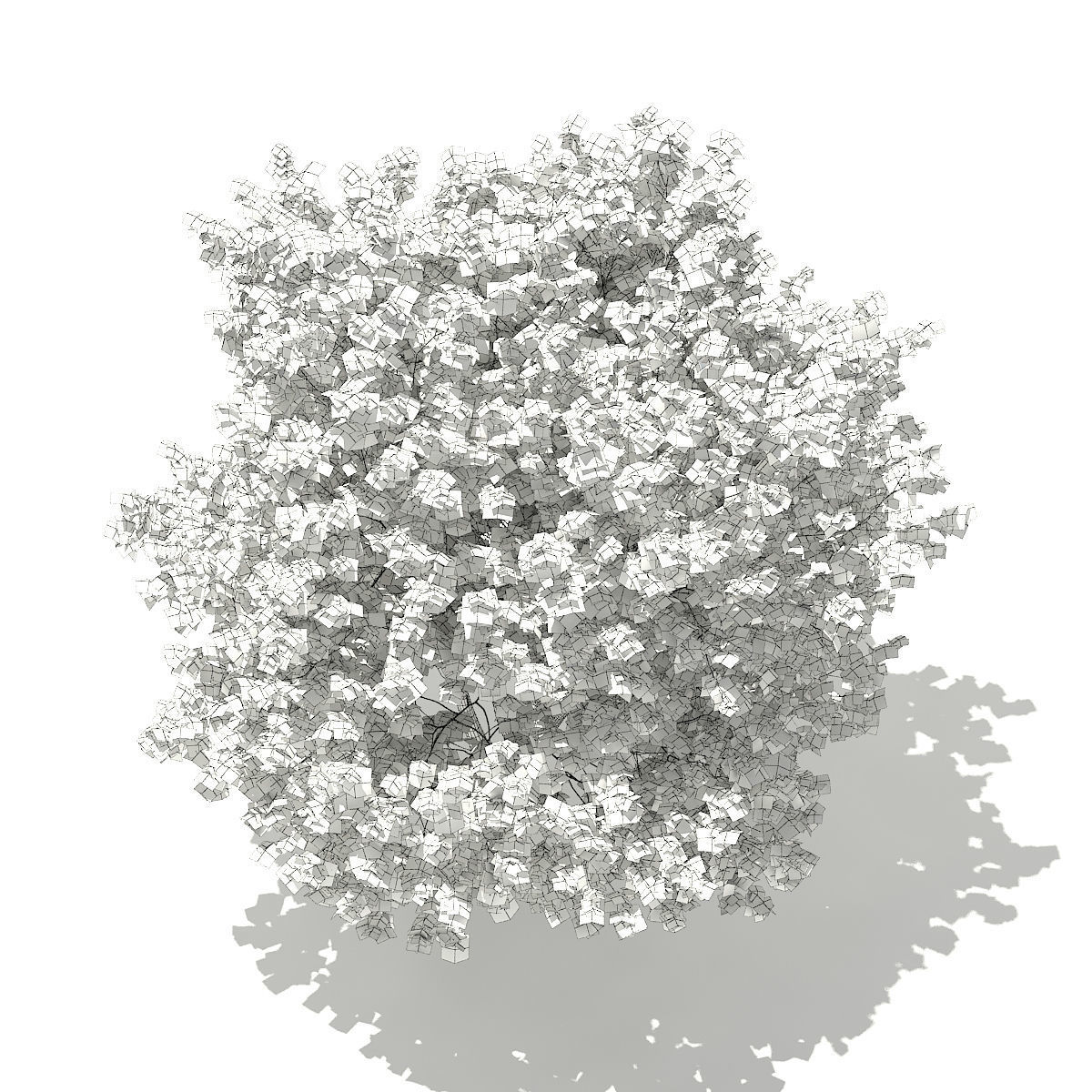 Ginkgo Tree Ginkgo biloba 4m 3 3D model_5