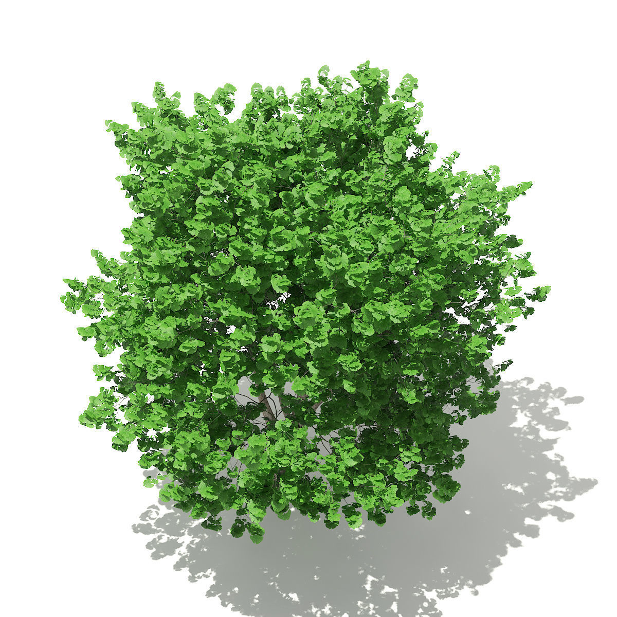 Ginkgo Tree Ginkgo biloba 4m 3 3D model_4