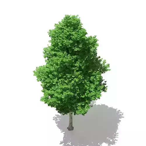 Ginkgo Tree Ginkgo biloba 7m 3D model
