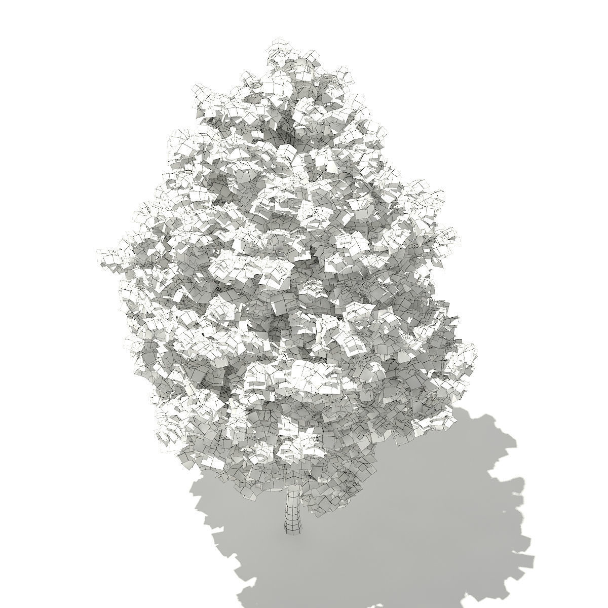 Tulip Tree Liriodendron 4m 3D model_5