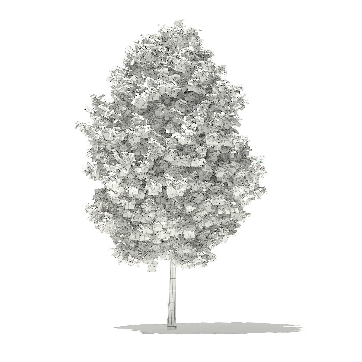 Tulip Tree Liriodendron 4m 3D model_1