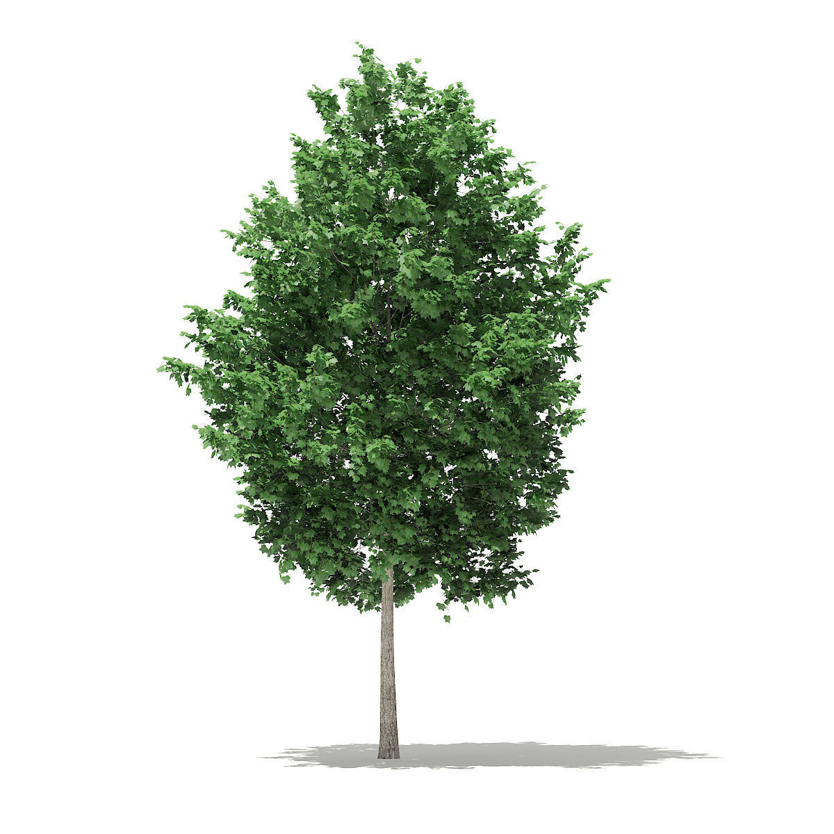 Tulip Tree Liriodendron 4m 3D model_2