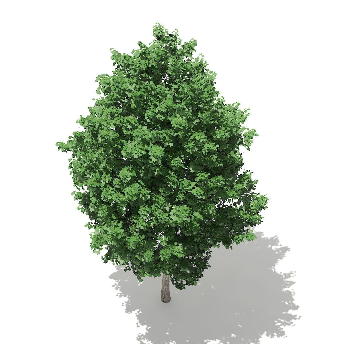Tulip Tree Liriodendron 4m 3D model_4