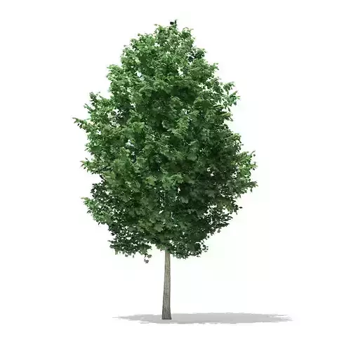 Tulip Tree Liriodendron 4m