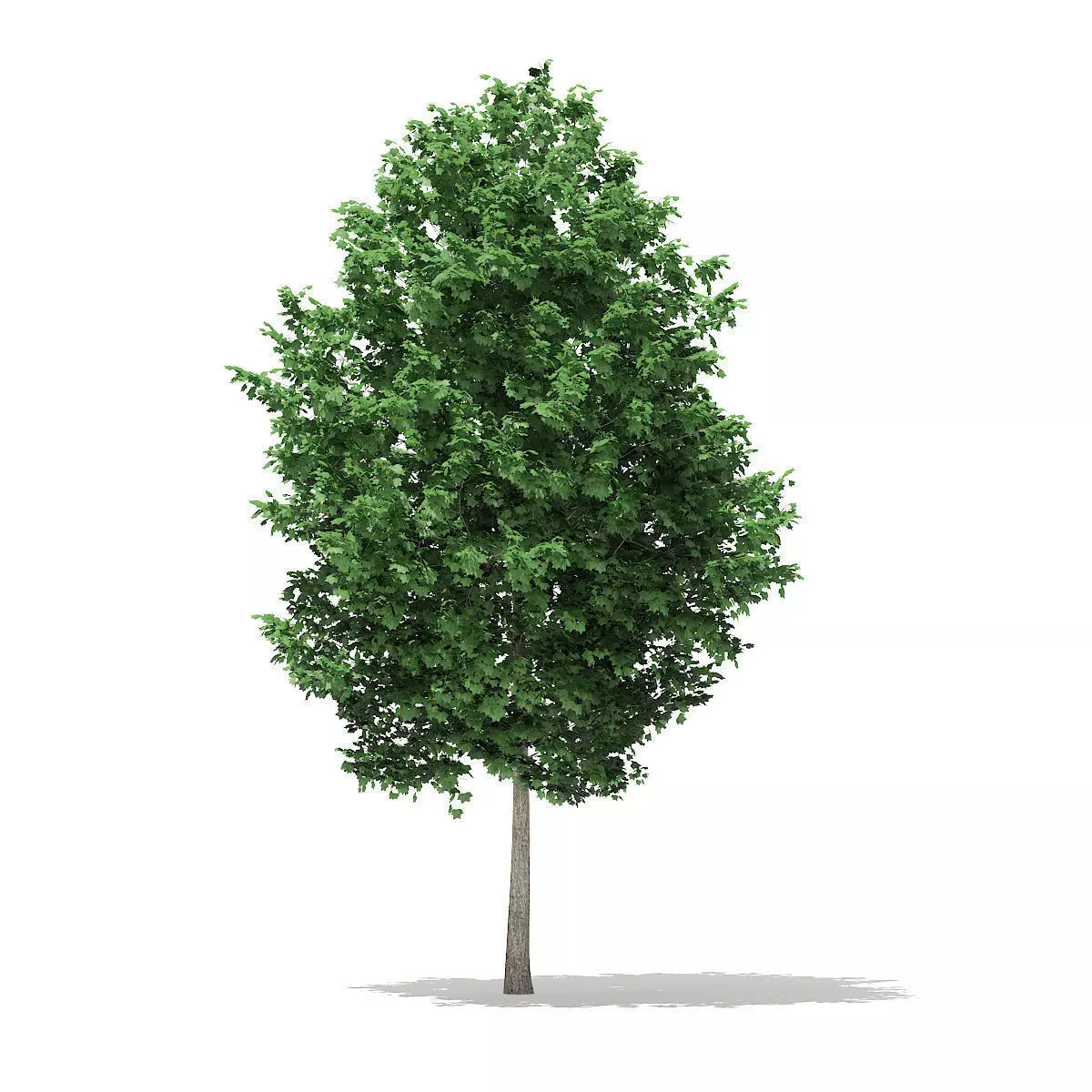 Tulip Tree Liriodendron 4m 3D model_0
