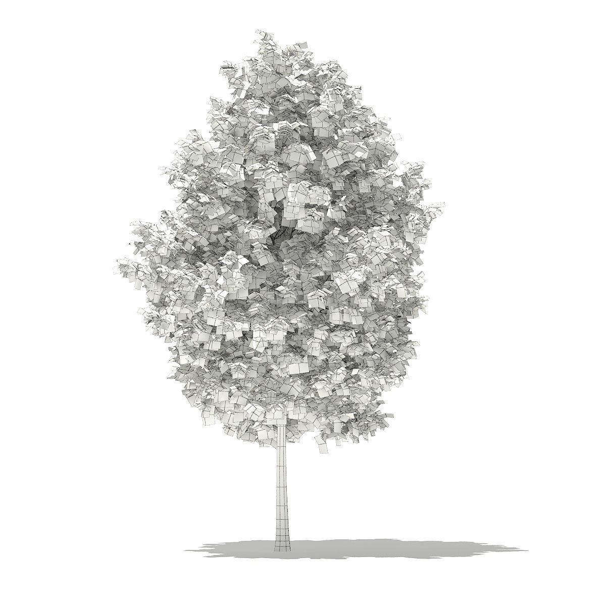 Tulip Tree Liriodendron 4m 3D model_3