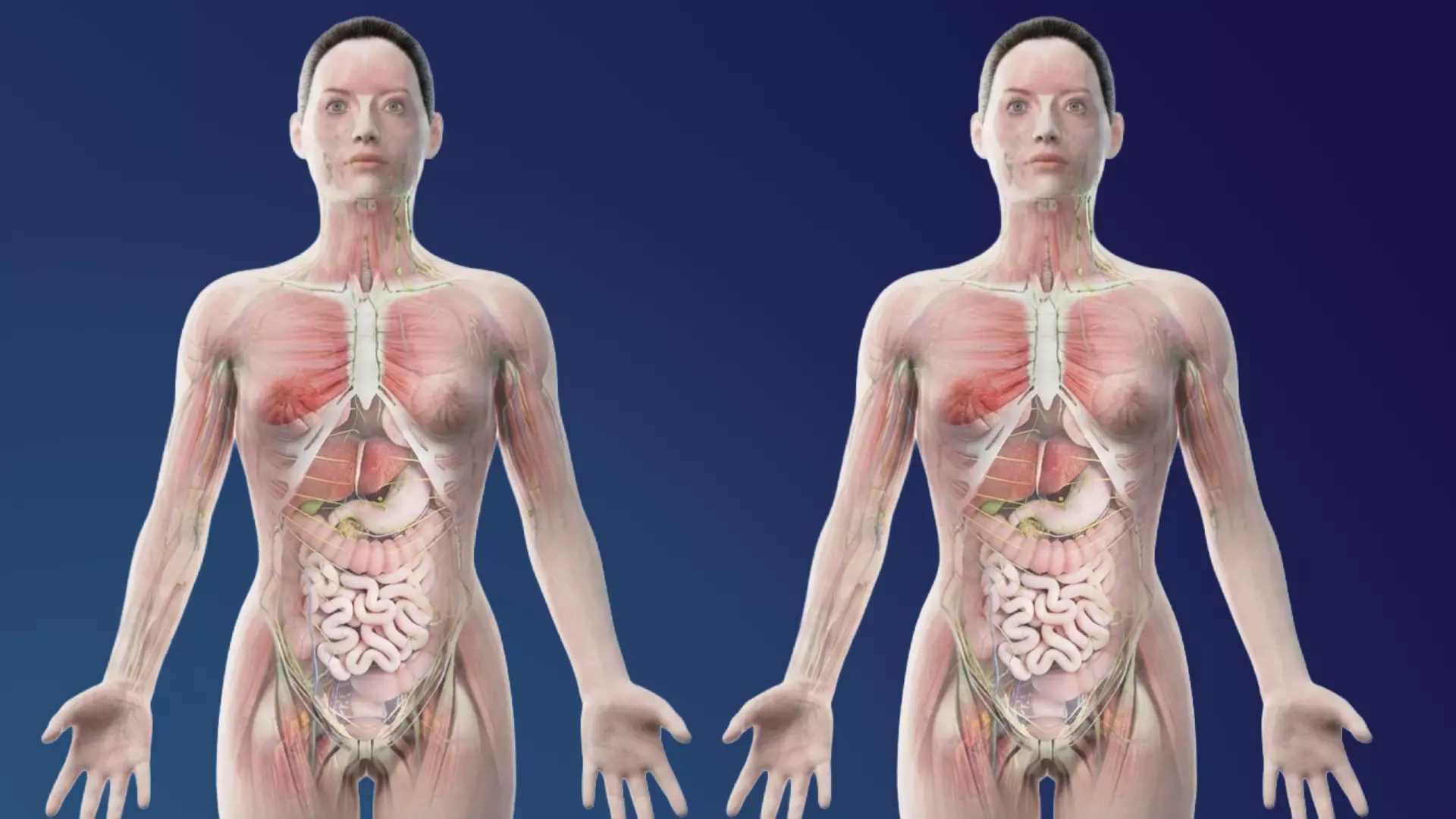 Complete Female Anatomy 3D model
