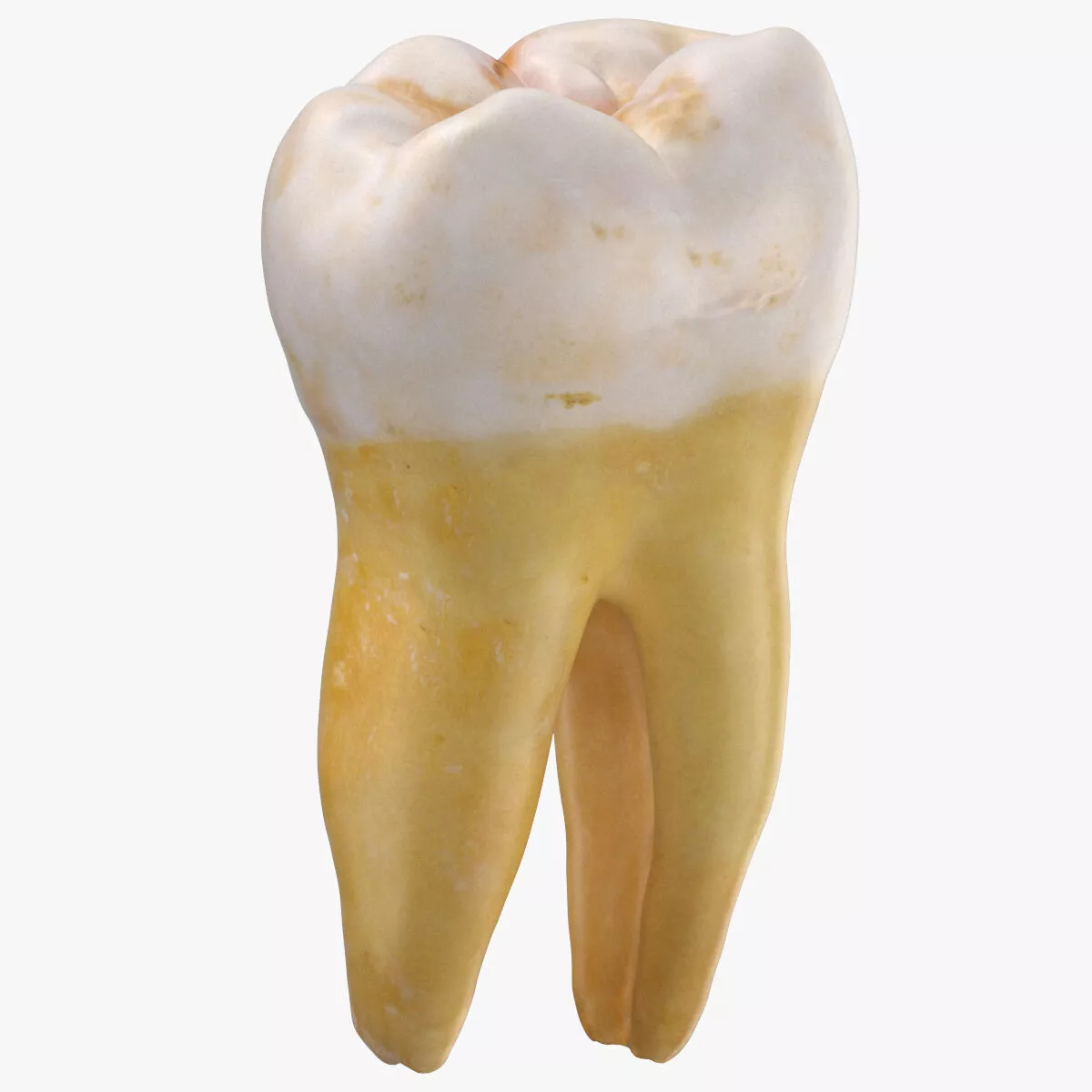 Molar Lower Jaw Right 01 3D model