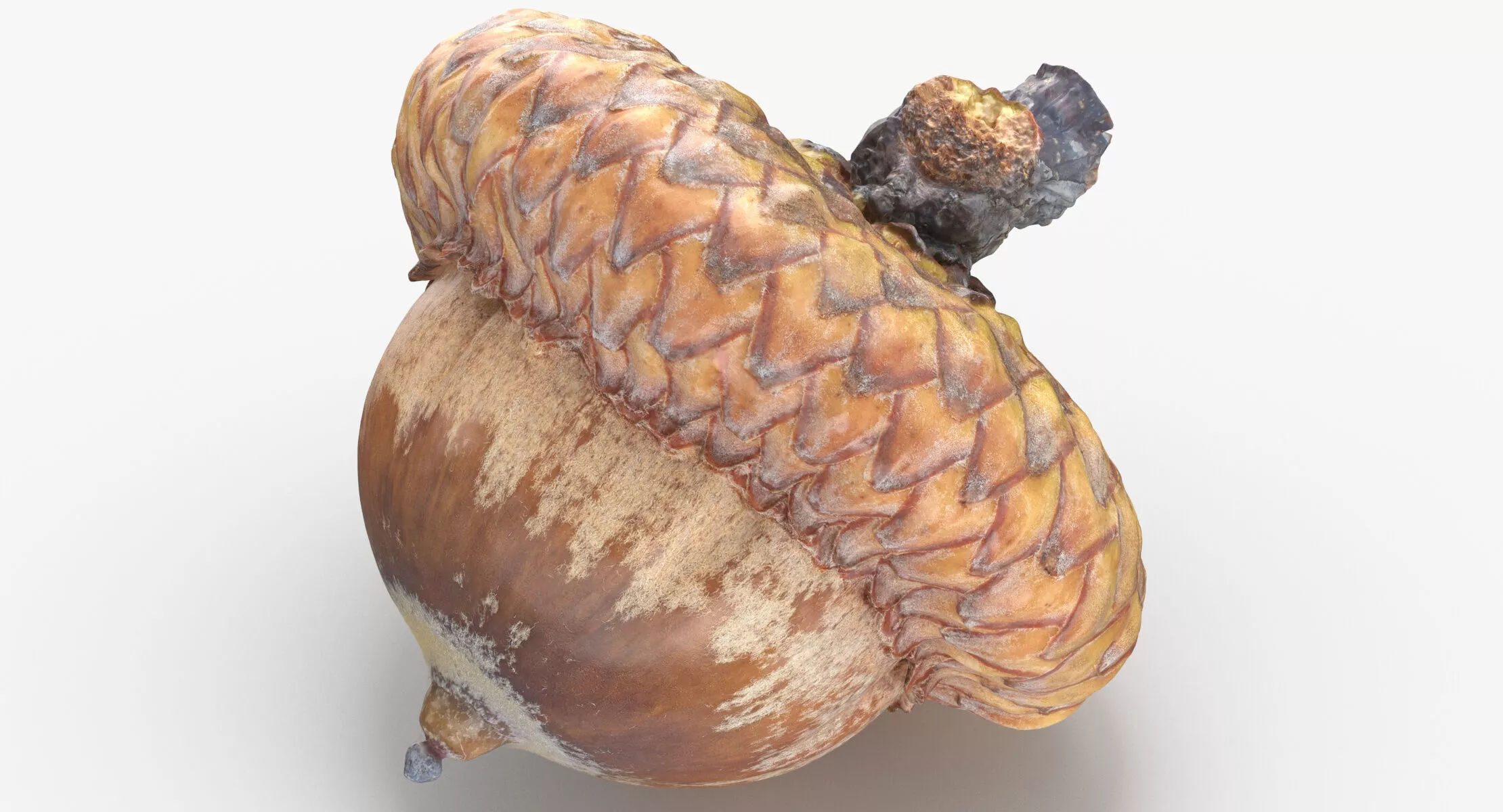 Acorn 01 3D model