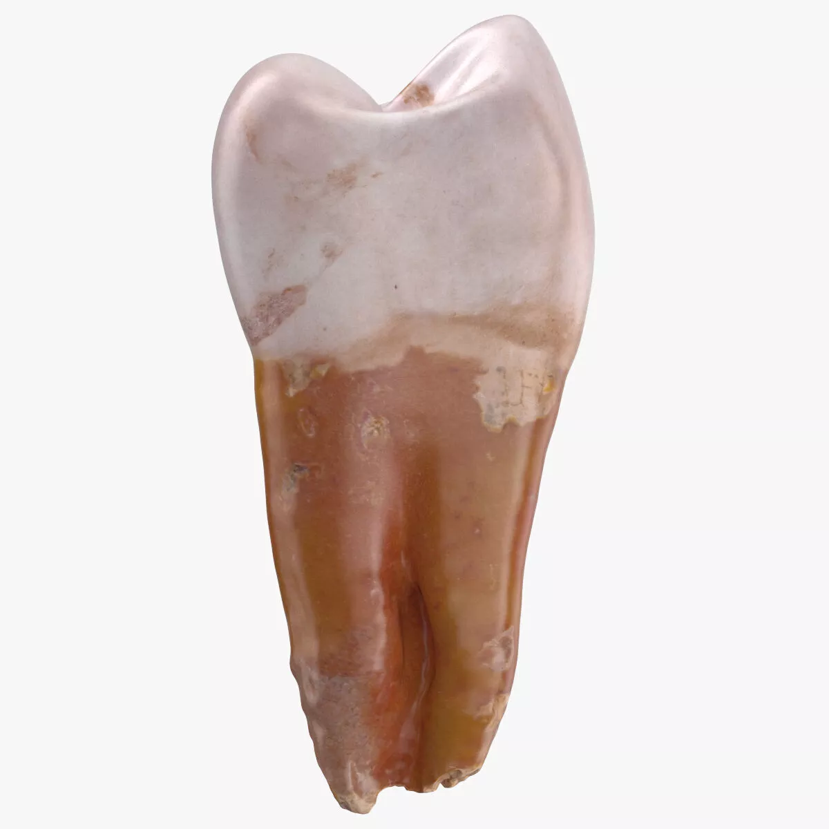 Premolar Upper Jaw 04 with Dark Root 3D model