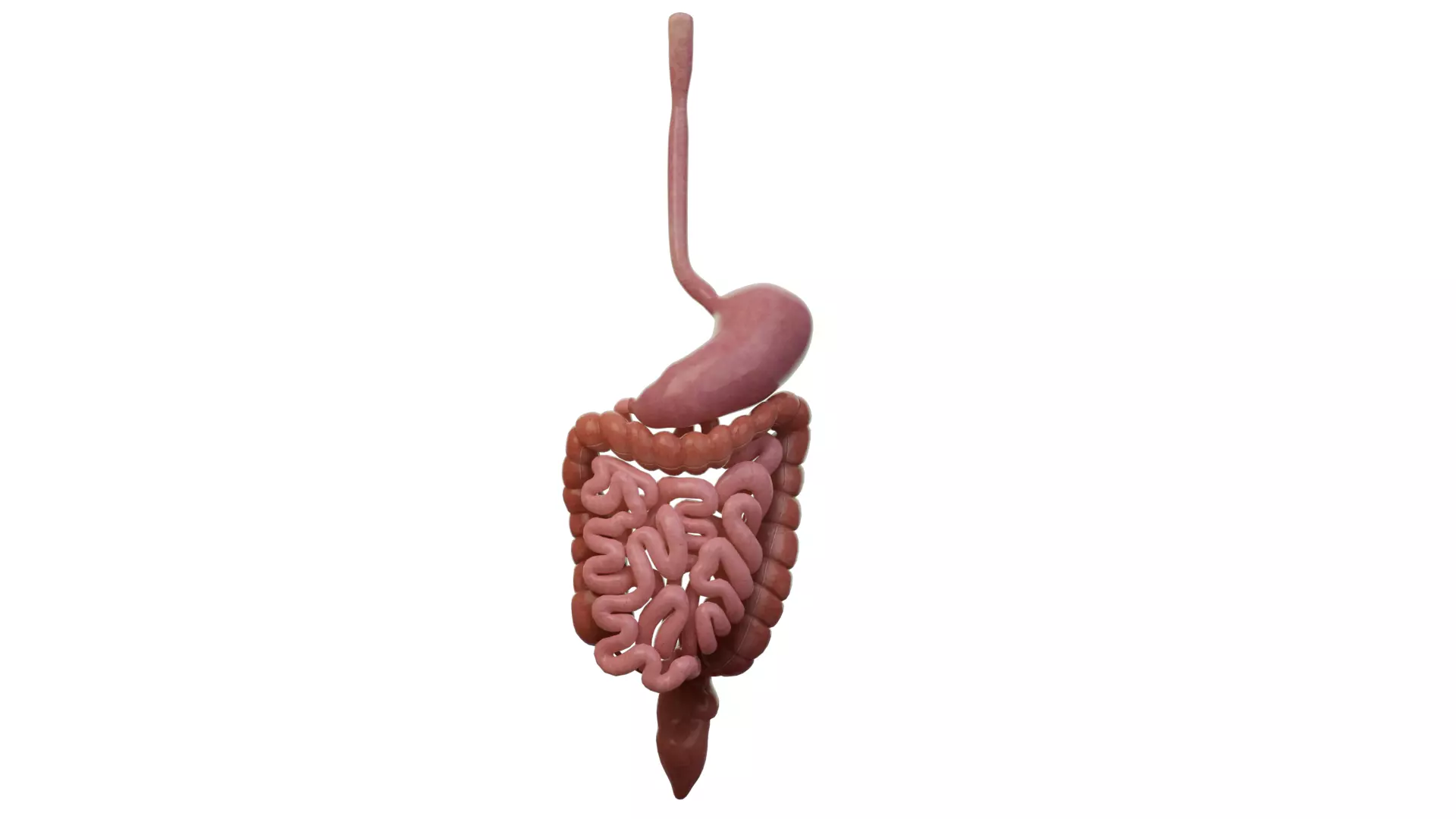 Intestinal waste digestive system large and small intestines 3D model