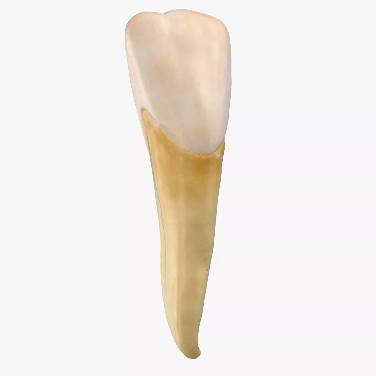 Incisor Upper Jaw Lateral 01 3D model