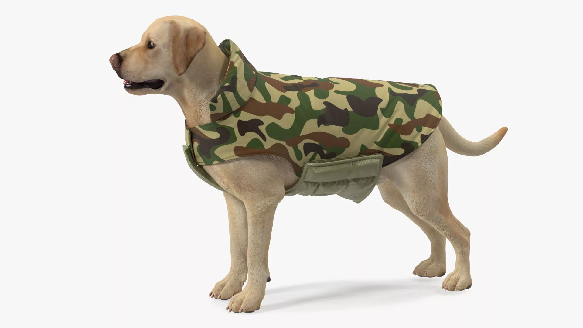 Labrador Wearing Camouflage Coat 3D model