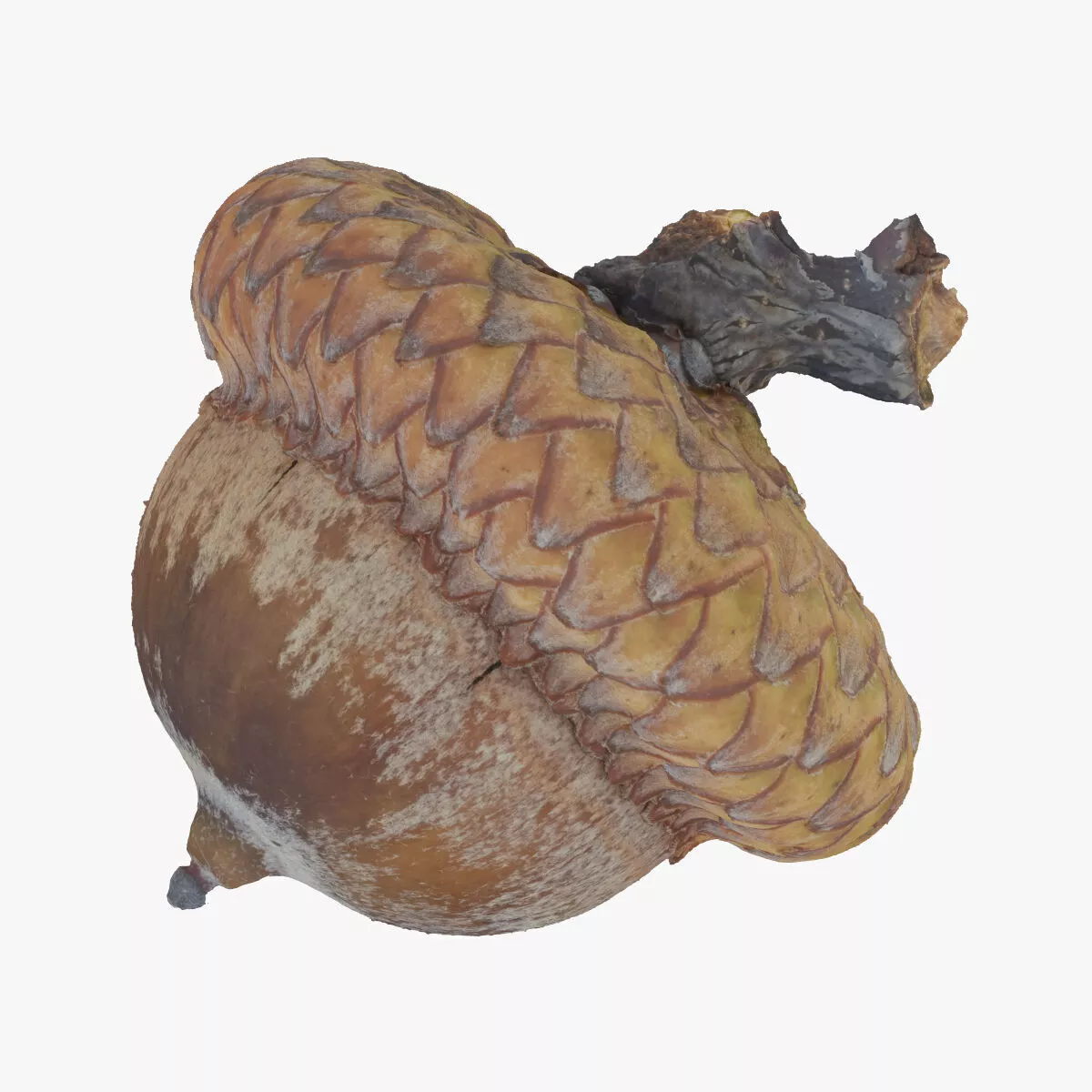 Acorn 01 RAW SCAN 3D model