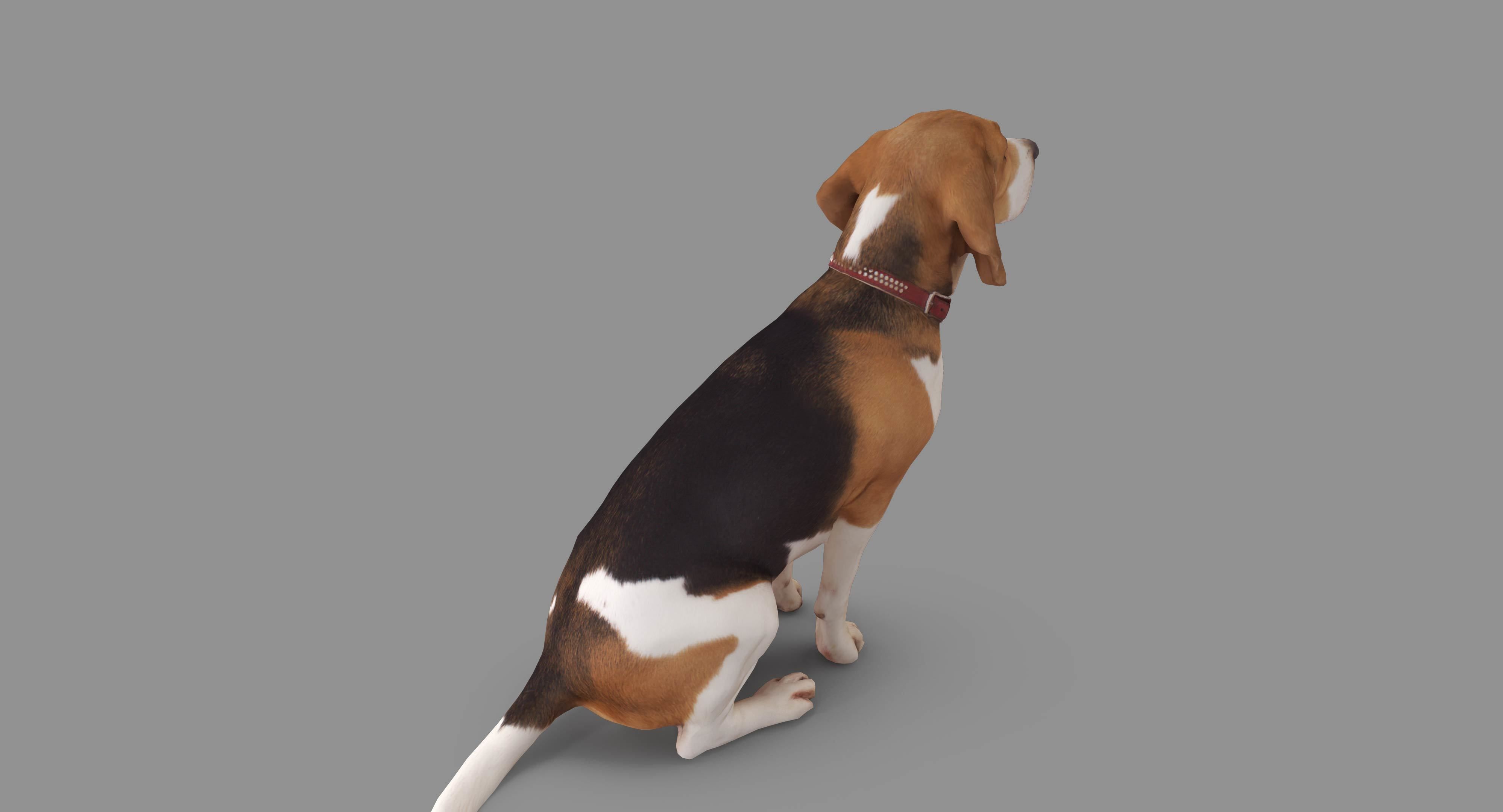 Beagle Low-poly 3D model_9