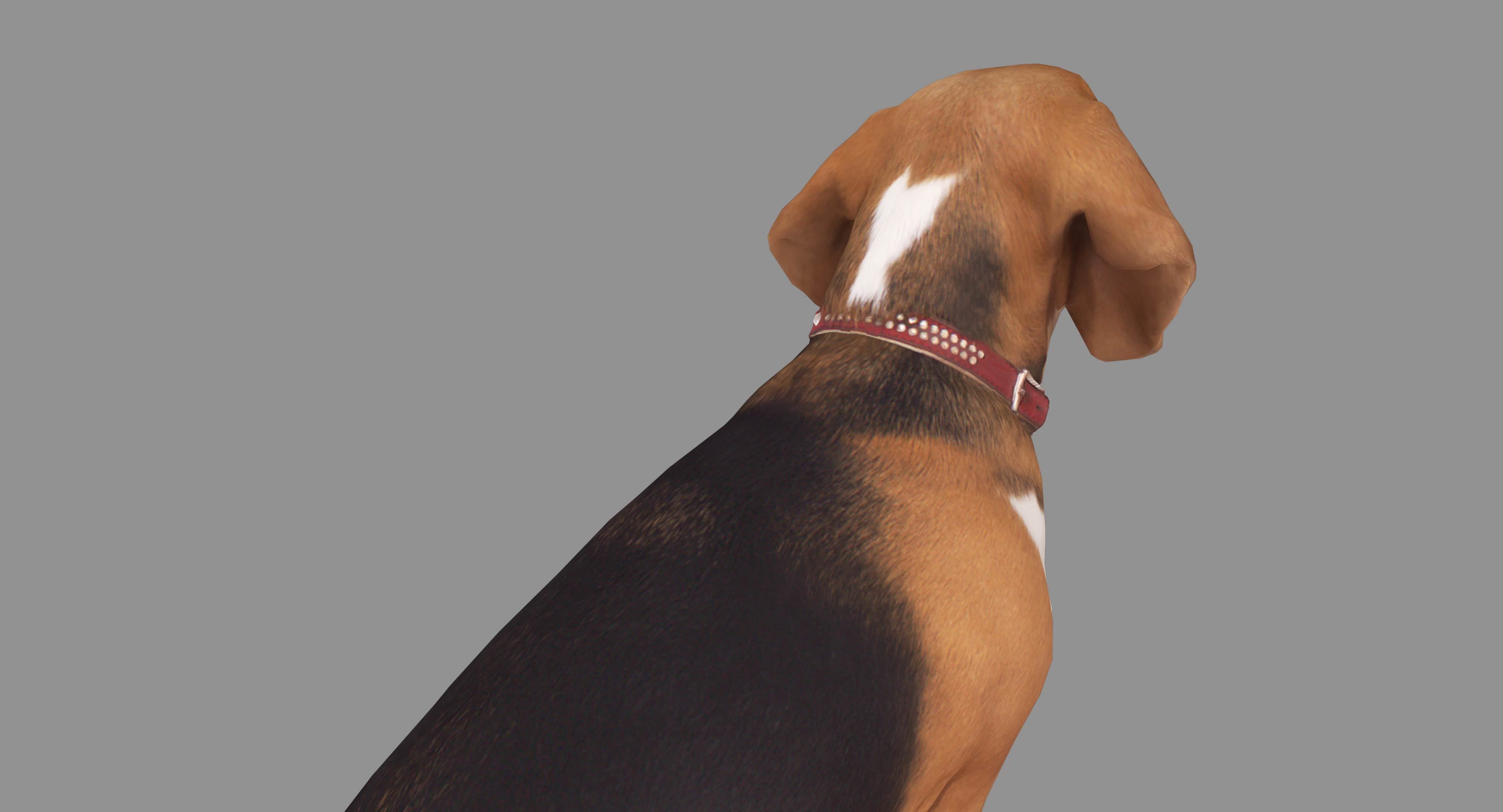 Beagle Low-poly 3D model_25