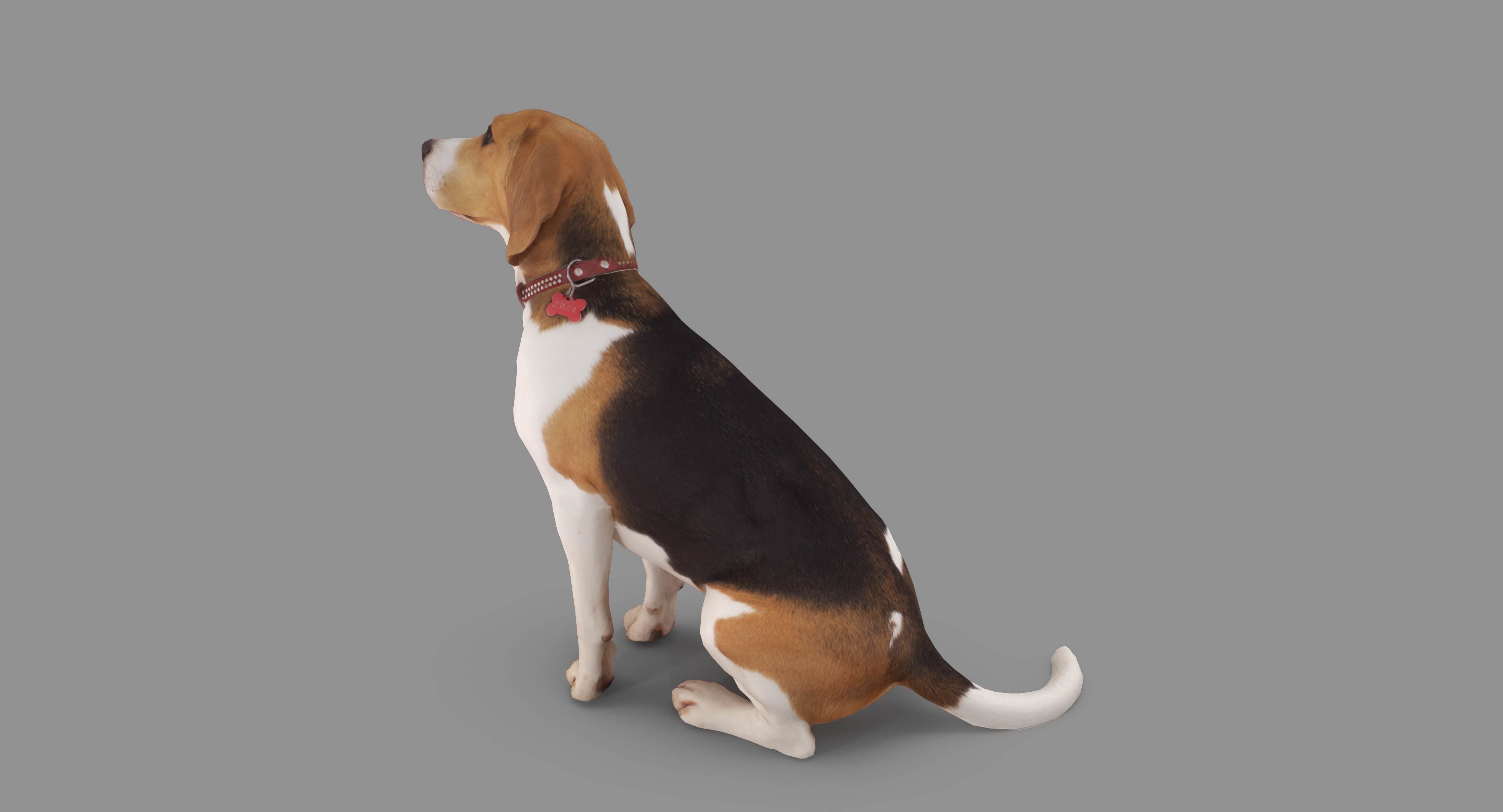 Beagle Low-poly 3D model_11