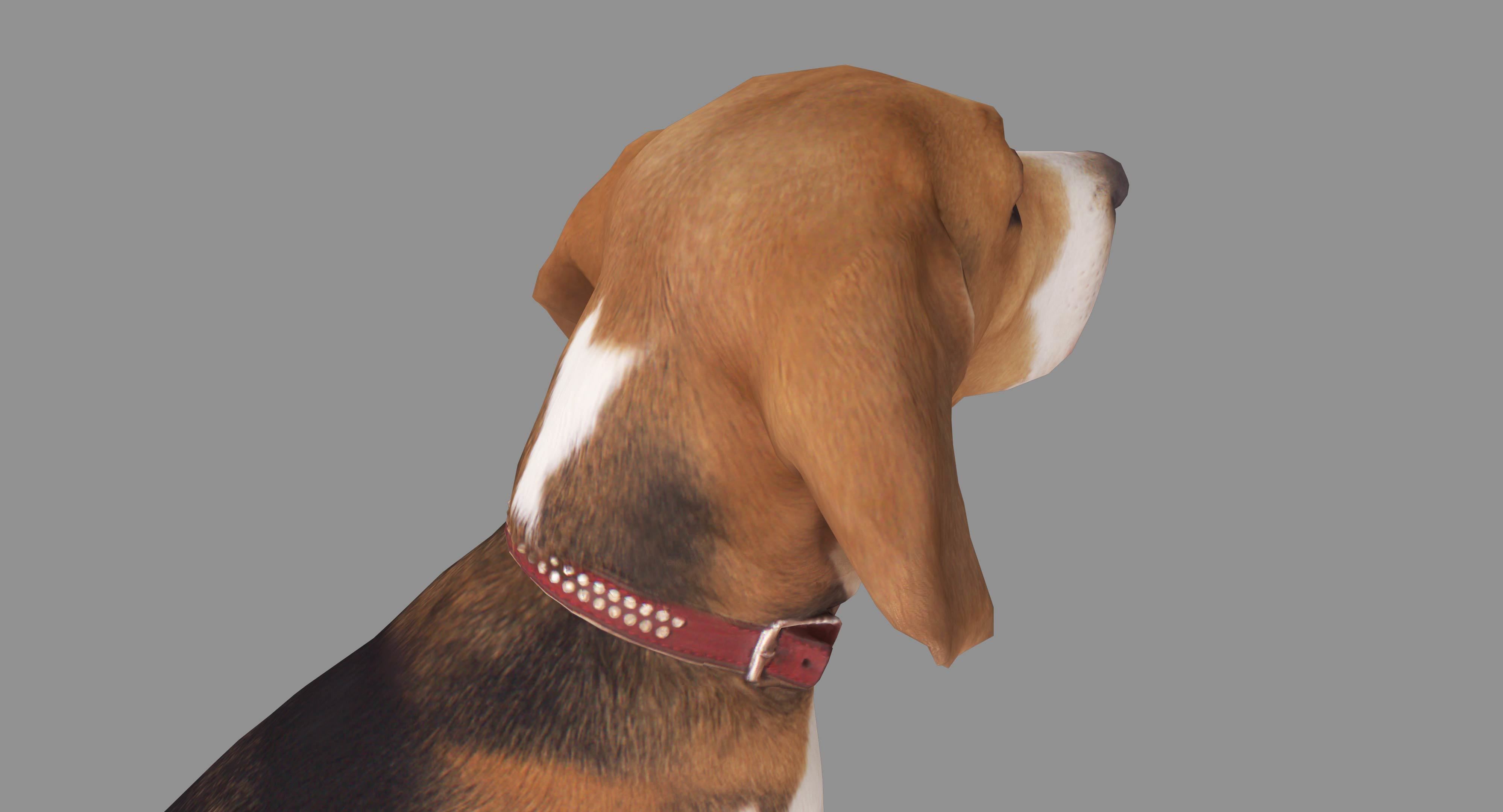 Beagle Low-poly 3D model_21
