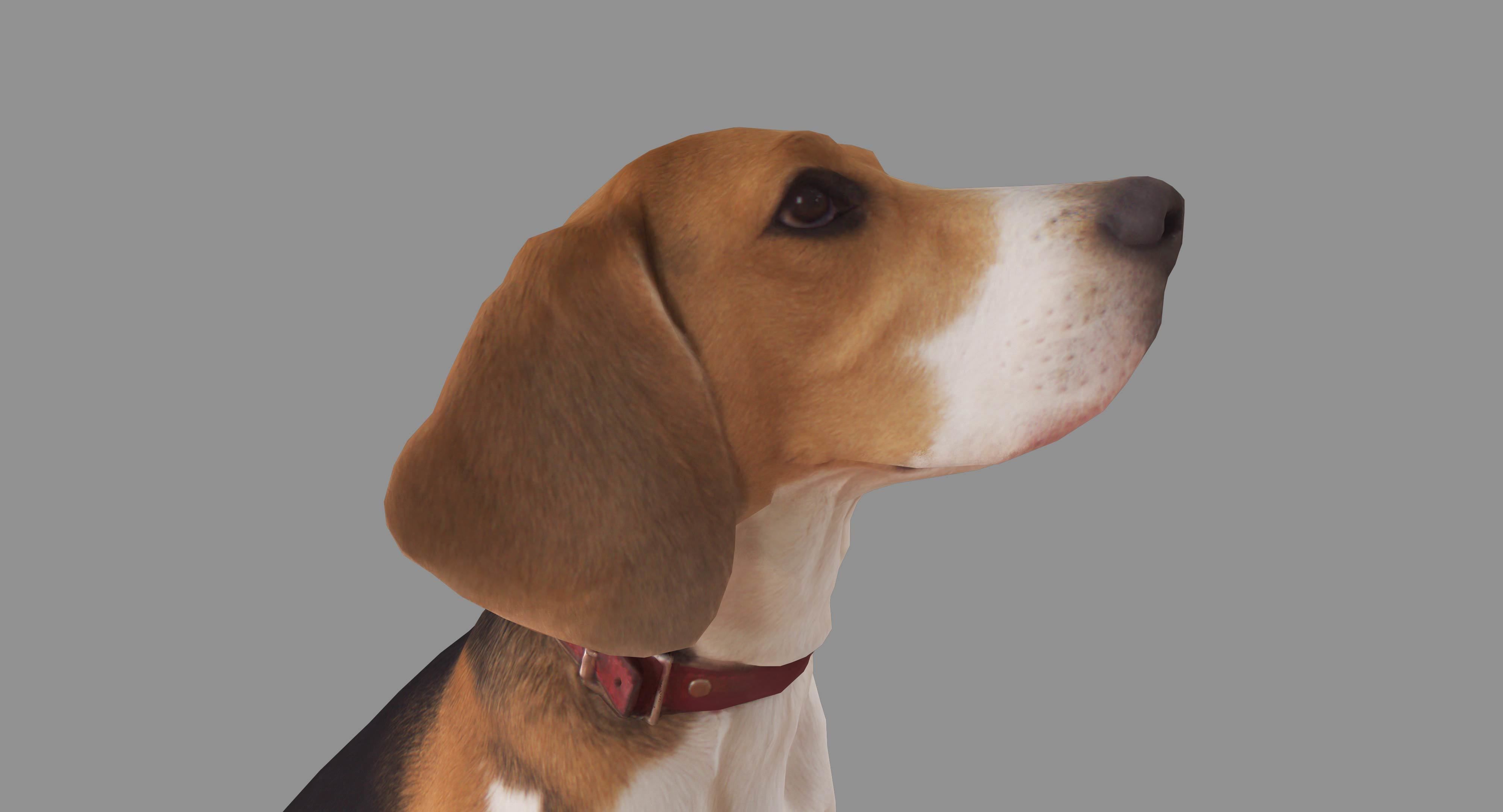 Beagle Low-poly 3D model_15