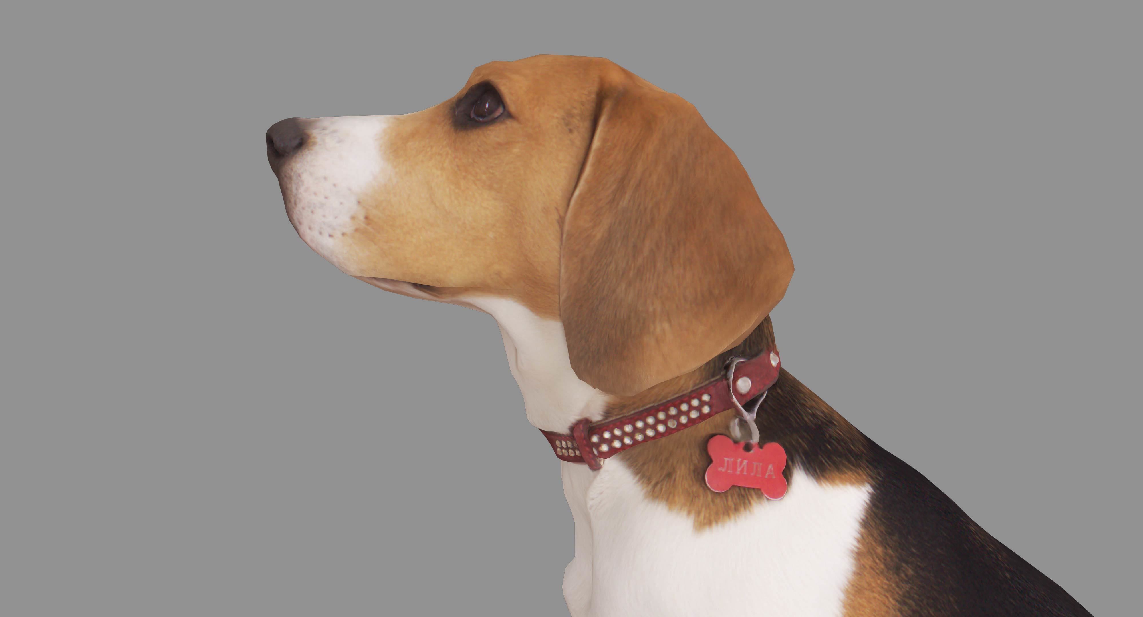 Beagle Low-poly 3D model_17