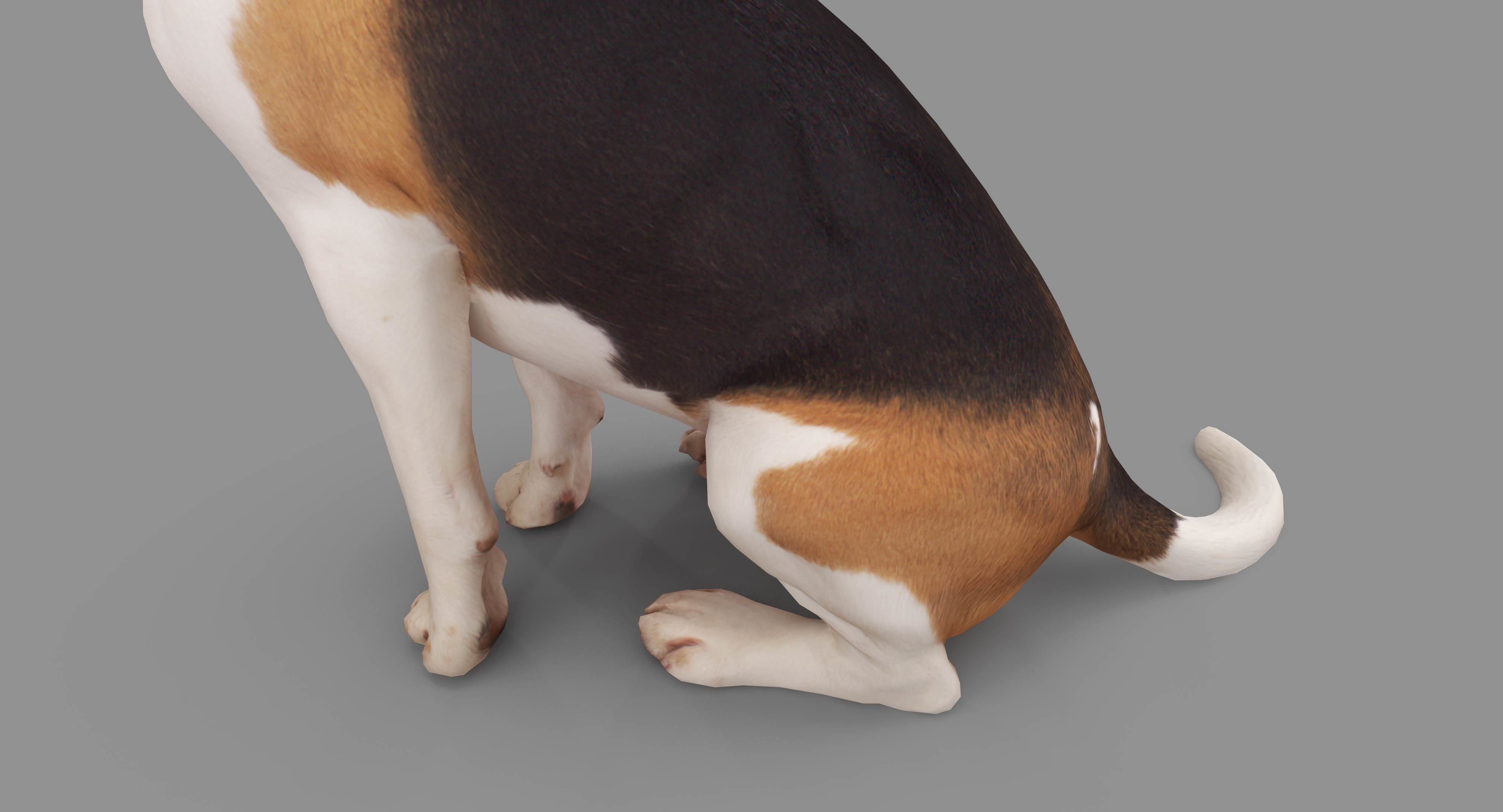 Beagle Low-poly 3D model_31