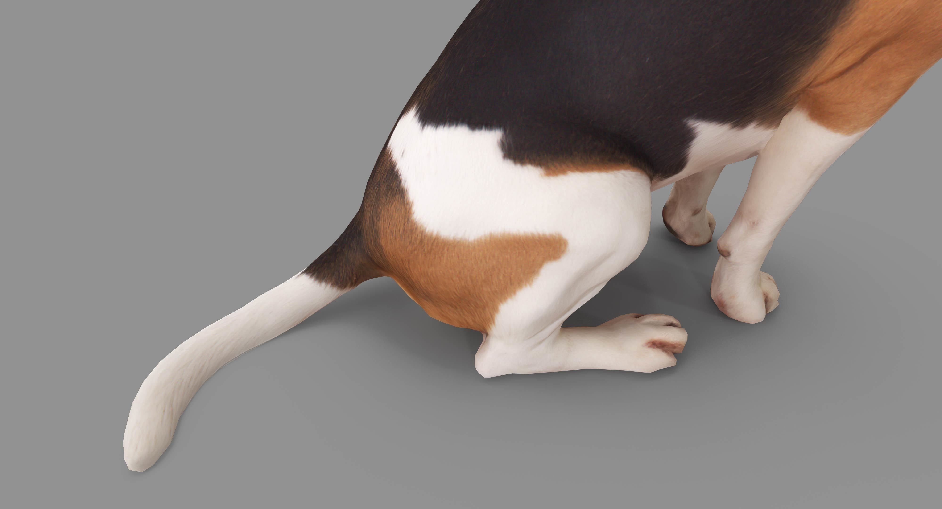 Beagle Low-poly 3D model_33