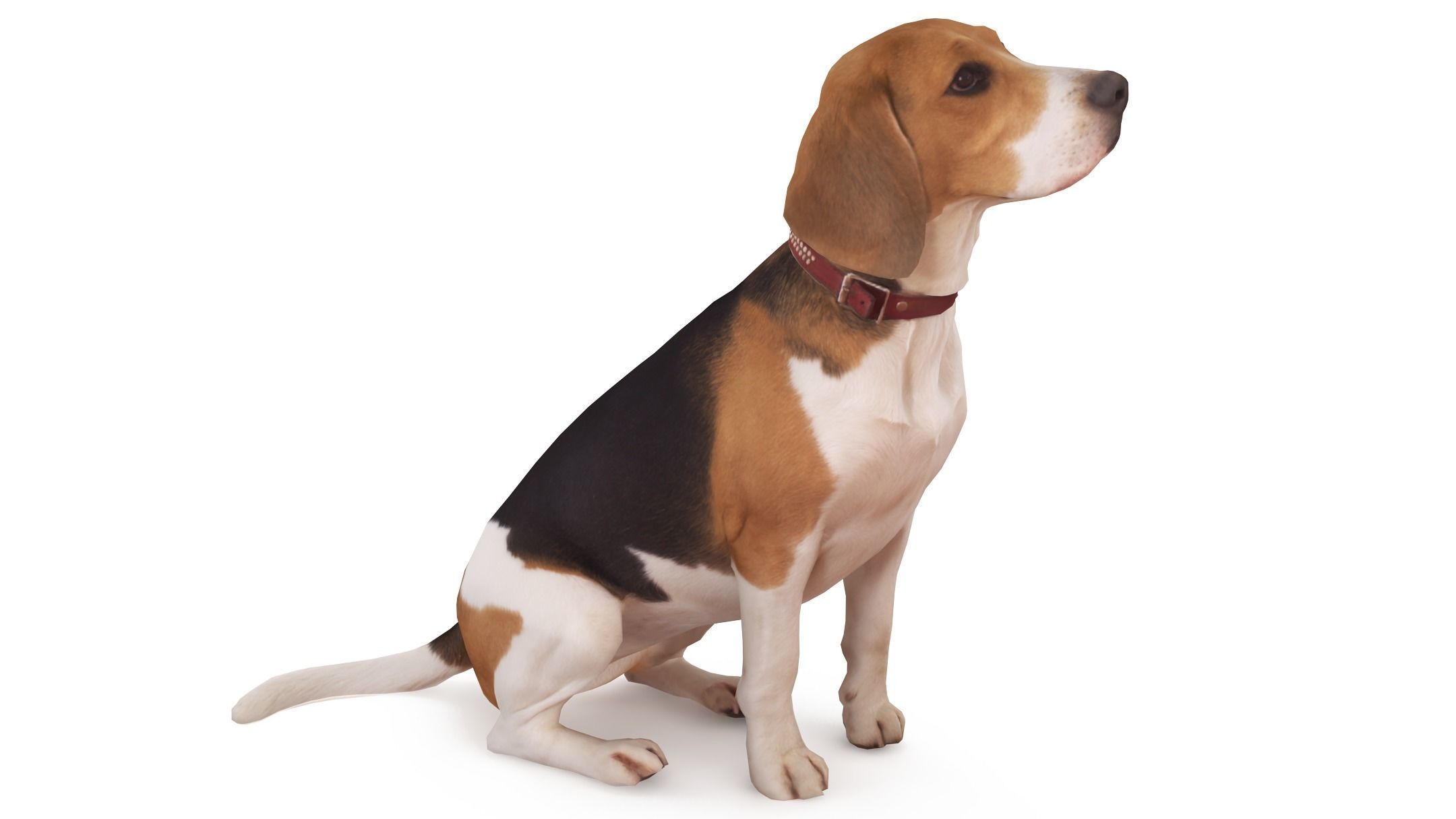 Beagle Low-poly 3D model_0