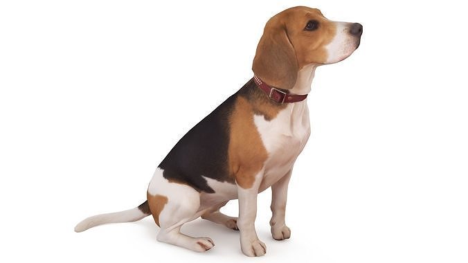 Beagle Low-poly 3D model